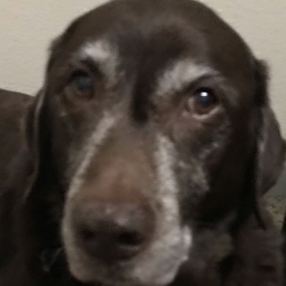 Meet your Posher, Zoe - Picture 1 of 1